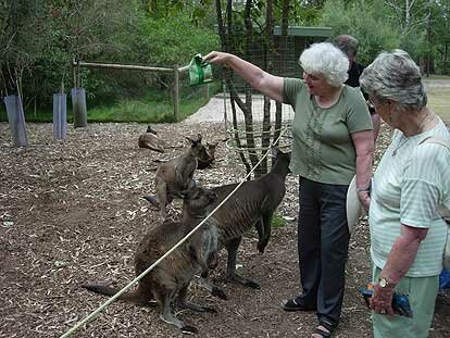 Wallabies