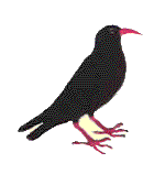 chough